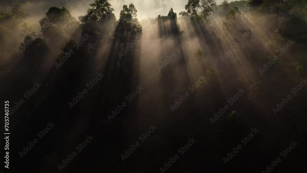 Morning sun breaks through the trees in misty forest. Aerial shot of sun rays in fir tree forest