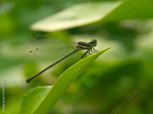 dragonfly, insect, nature, macro, damselfly, animal, green, bug, wings, fly, wildlife, closeup, insects, summer, wing, fauna, grass, leaf, close-up, red, plant, wild, eyes © TASIF