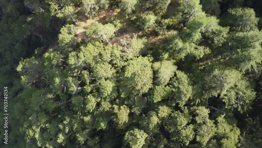 Aerial panoramic view of forest on rocky mountain slope - Ai Petri, Yalta, Crimea. Abstract aerial nature forest and mountains. Weather and Climate Change. Vacation, travel and holiday concept Aerial panoramic view of forest on rocky mountain slope - Ai Petri, Yalta, Crimea. Abstract aerial nature forest and mountains. Weather and Climate Change. Vacation, travel and holiday concept