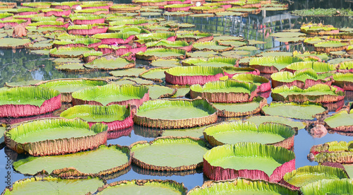 Giant Victoria amazonica , Victoria water-lily in the pond photo