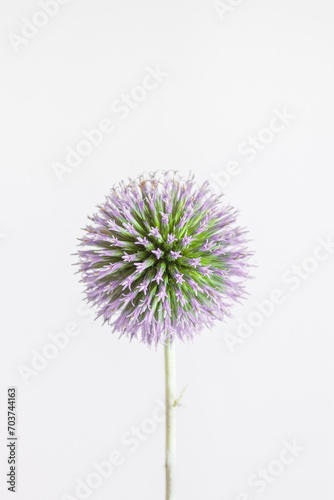 Spherical Purple Allium Flower Isolated on White Background