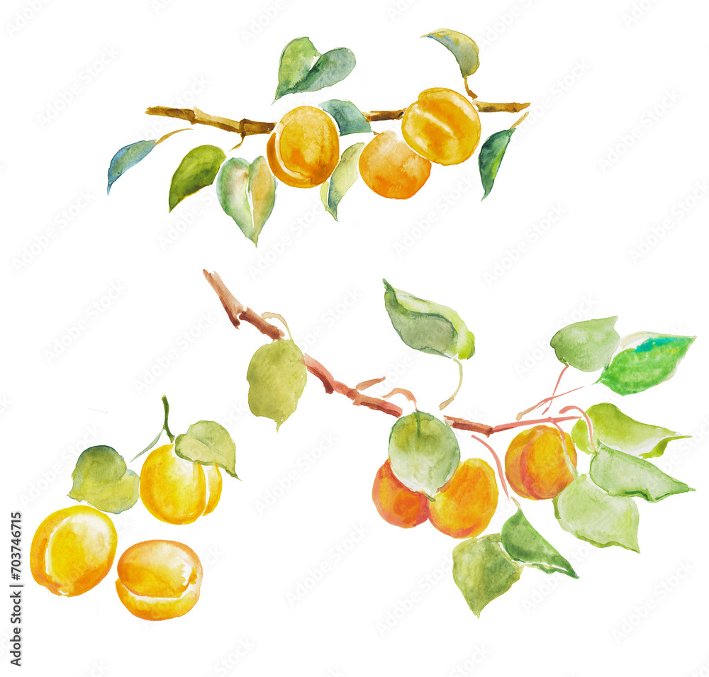 Obraz premium Apricot, apricots, peach , fruits, apricot branch,sweet food, hand painted watercolor illustration. 
