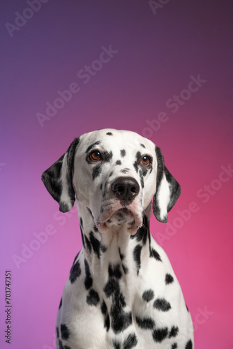 Dalmatian dog portrait © Maria