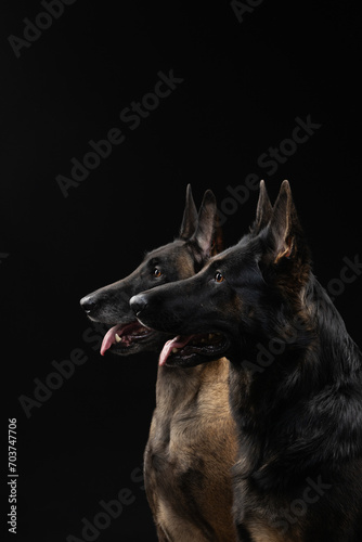 Portrait of dogs German Shepherd and Malinois on a black background © Maria