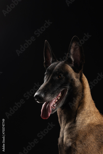 Malinois dog portrait on black background © Maria