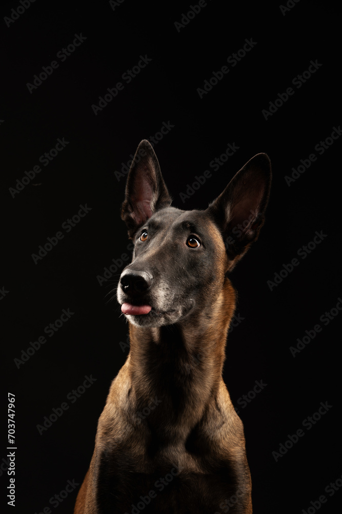 Malinois dog portrait on black background