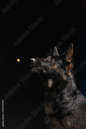 portrait of a german shepherd dog on a black background