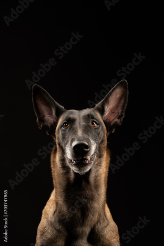 Malinois dog portrait on black background © Maria