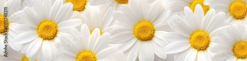 Top view to flowered and blossomed daisy flower as background banner