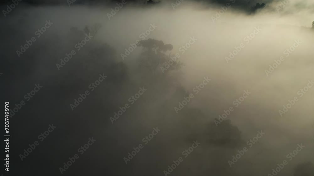 Morning sun breaks through the trees in misty forest. Aerial shot of sun rays in fir tree forest Morning sun breaks through the trees in misty forest. Aerial shot of sun rays in fir tree forest
