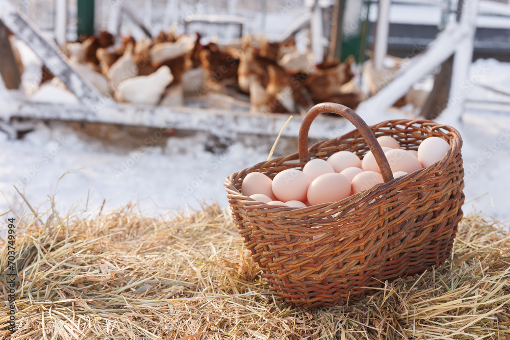 basket with chicken eggs on the background of a chicken eco farm, free range chicken farm basket with chicken eggs on the background of a chicken eco farm, free range chicken farm