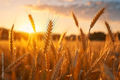 Golden Wheat Field at Sunset.