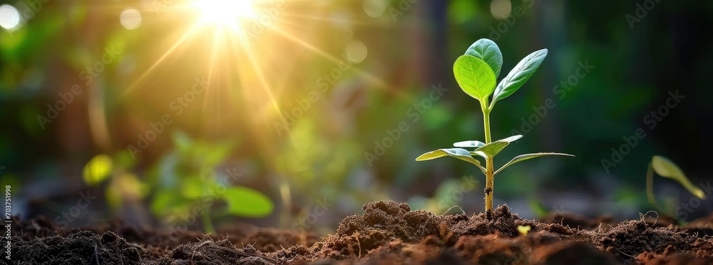 the seedling of the young plant grows out of the dirt - obrazy, fototapety, plakaty 
