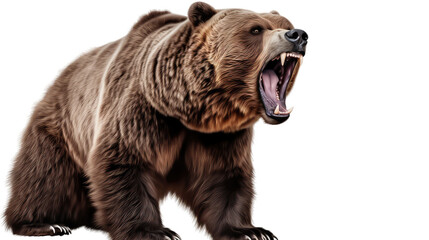  Ferocious brown grizzly bear on a transparent background (PNG)