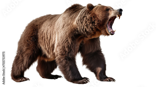  Ferocious brown grizzly bear on a transparent background (PNG) photo