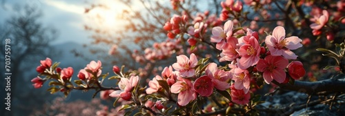 Spring Blooming Twigs Apple Trees, Banner Image For Website, Background, Desktop Wallpaper