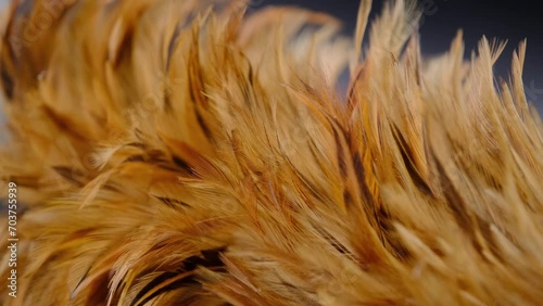 Close-up of the chicken feather duster stick. photo