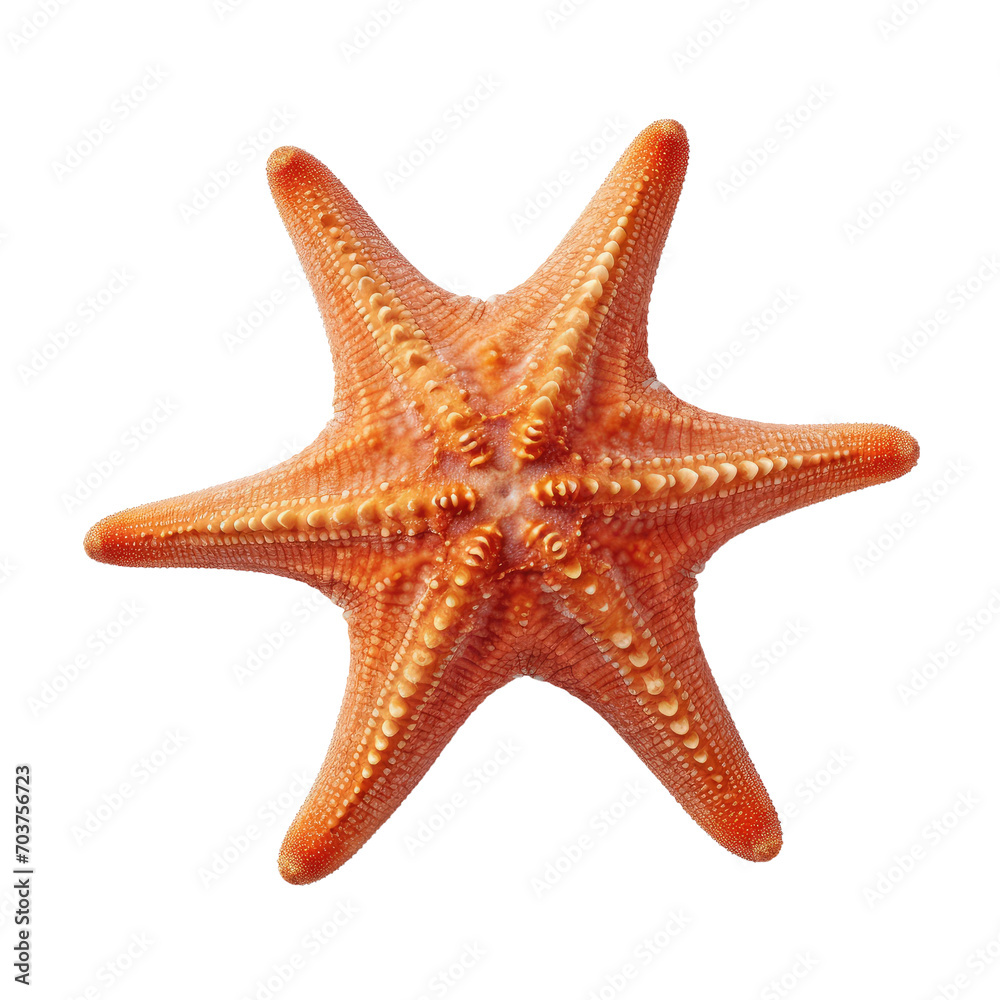 white starfish isolated on transparent background cutout white starfish isolated on transparent background cutout