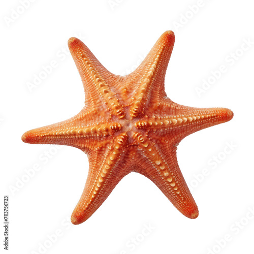 white starfish isolated on transparent background cutout