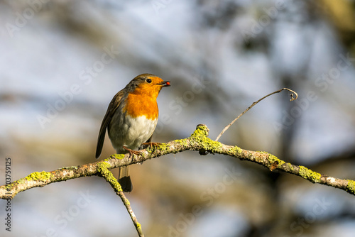 Portrait of a robin with a seed on a branch in the forest