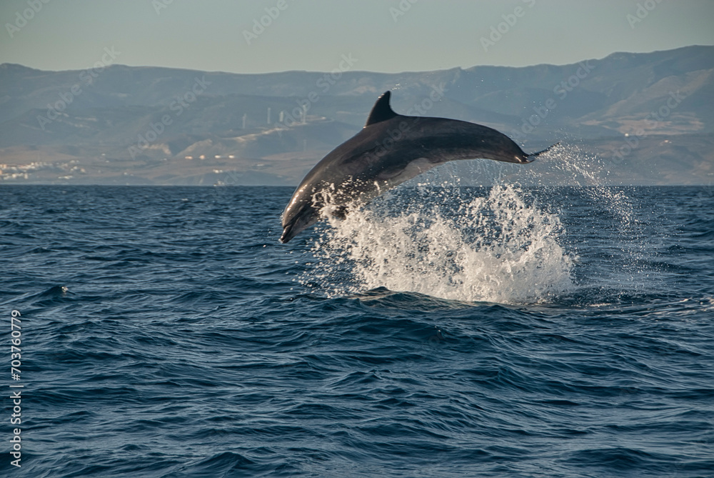 A bottlenose dolphin (Tursiops truncatus) soars gracefully over the sea, with a mountainous horizon behind it, A bottlenose dolphin (Tursiops truncatus) soars gracefully over the sea, with a mountainous horizon behind it,