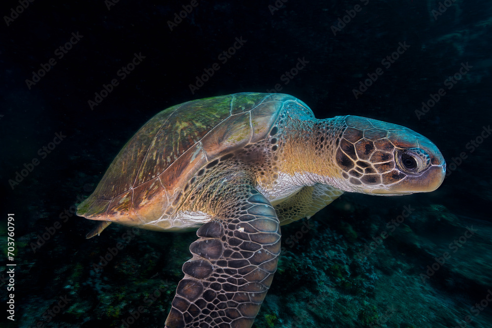 Fototapeta premium Underwater portrait of a green sea turtle (Chelonia mydas) gracefully gliding in the ocean, showcasing its intricate shell patterns and calm demeanor against a dark marine background