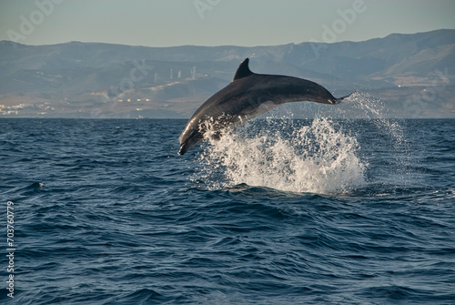 A bottlenose dolphin (Tursiops truncatus) soars gracefully over the sea, with a mountainous horizon behind it,