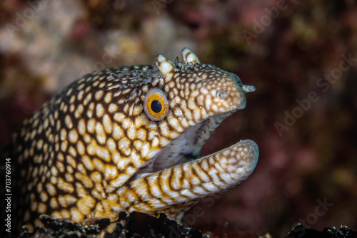 Close-up of a honeycomb moray eel (Muraena melanotis) emerging from a crevice, its textured skin and vivid eye detailed, set against a blurred underwater backdrop... photo