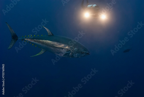 A magnificent yellowfin tuna (Thunnus albacares) glides through the deep blue sea, with a scuba diver's lights illuminating the scene from behind photo