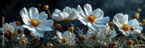 White Flowers Cosmos Image Style Minimalism, Banner Image For Website, Background, Desktop Wallpaper