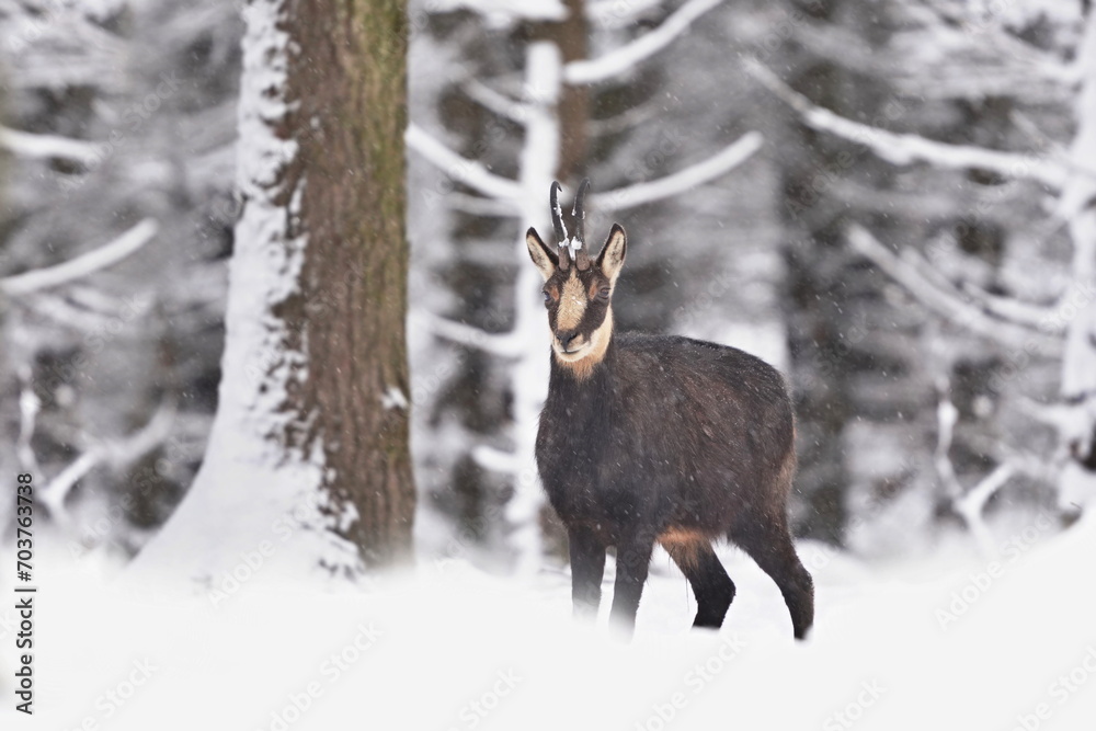 Mountain very nice chamois in the snowy forest of the Luzickych Mountains, Czech republic. the best photo. Rupicapra rupicapra Mountain very nice chamois in the snowy forest of the Luzickych Mountains, Czech republic. the best photo. Rupicapra rupicapra