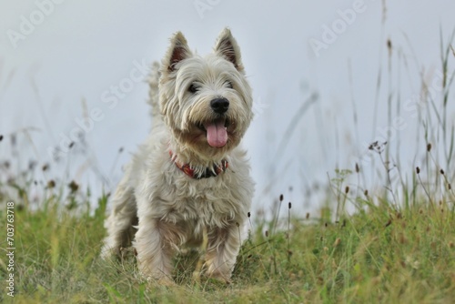 Cuadro en lienzo West Highland White terrier. Westie in the grass.