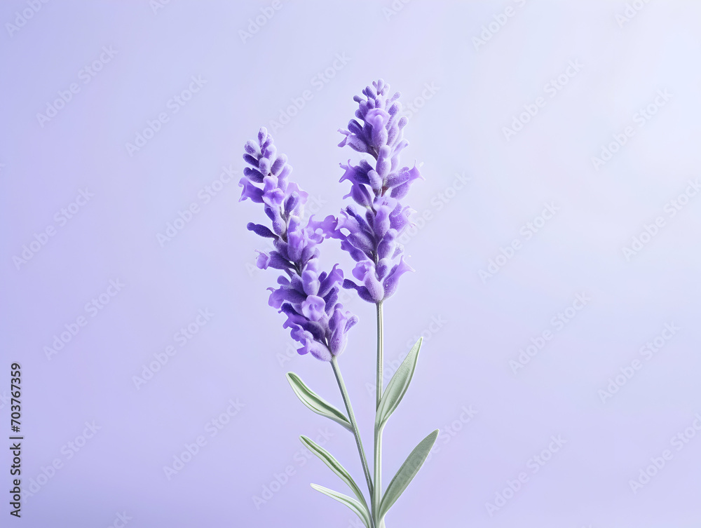 Obraz premium lavender flower in studio background, single lavender flower, Beautiful flower images