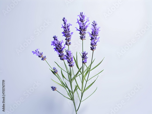 lavender flower in studio background  single lavender flower  Beautiful flower images