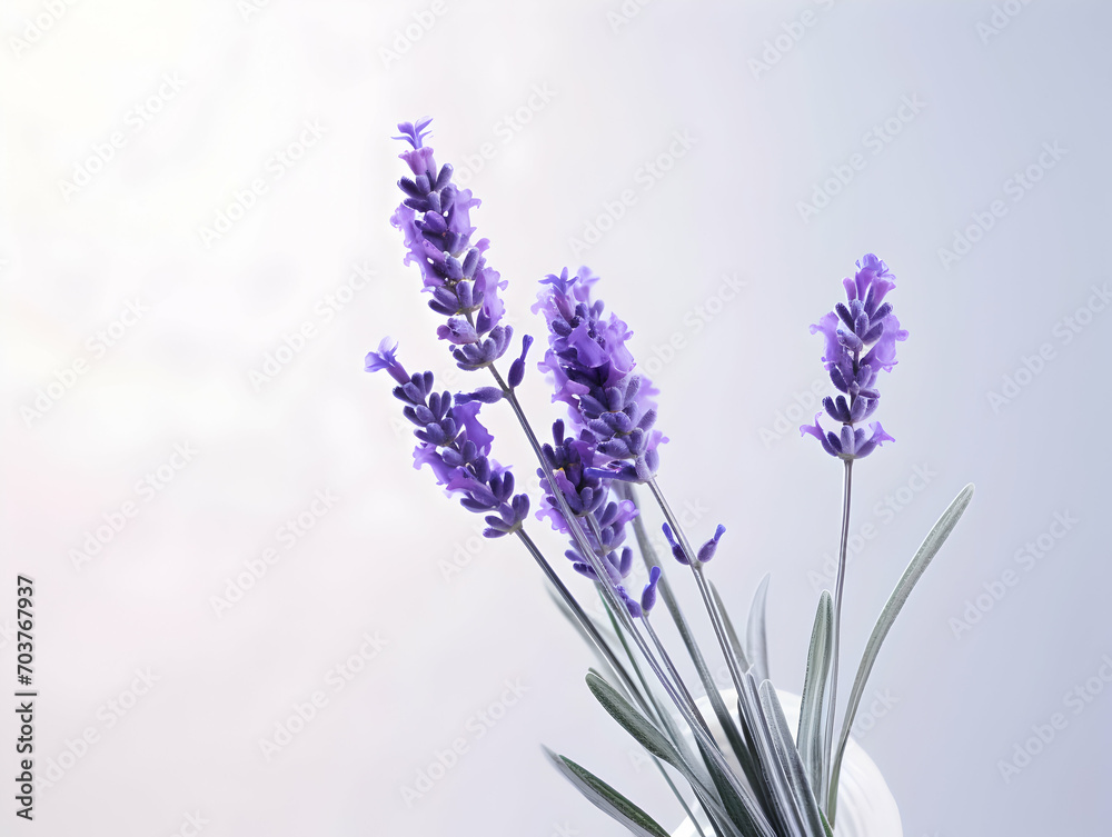 lavender flower in studio background, single lavender flower, Beautiful flower images lavender flower in studio background, single lavender flower, Beautiful flower images