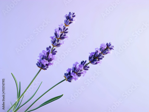 lavender flower in studio background  single lavender flower  Beautiful flower images