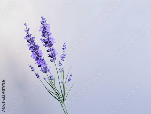 lavender flower in studio background  single lavender flower  Beautiful flower images