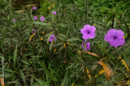 Vibrant Purple Ruellia simplex Blooms in Lush Green Foliage