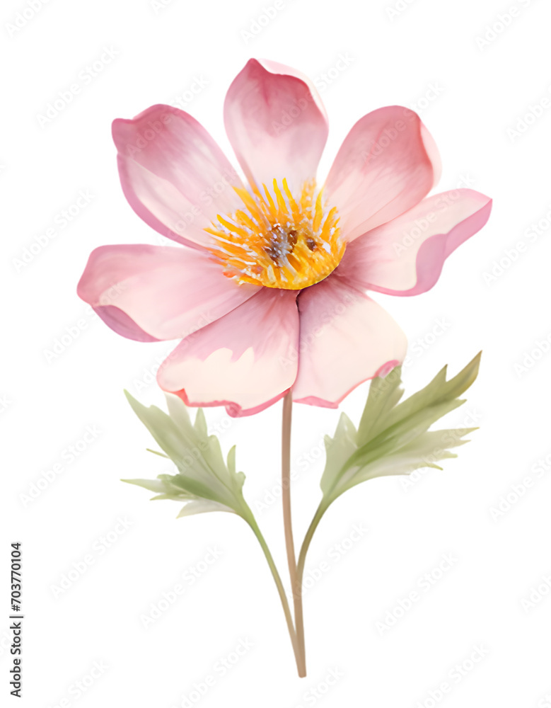pink dahlia isolated on white background pink dahlia isolated on white background
