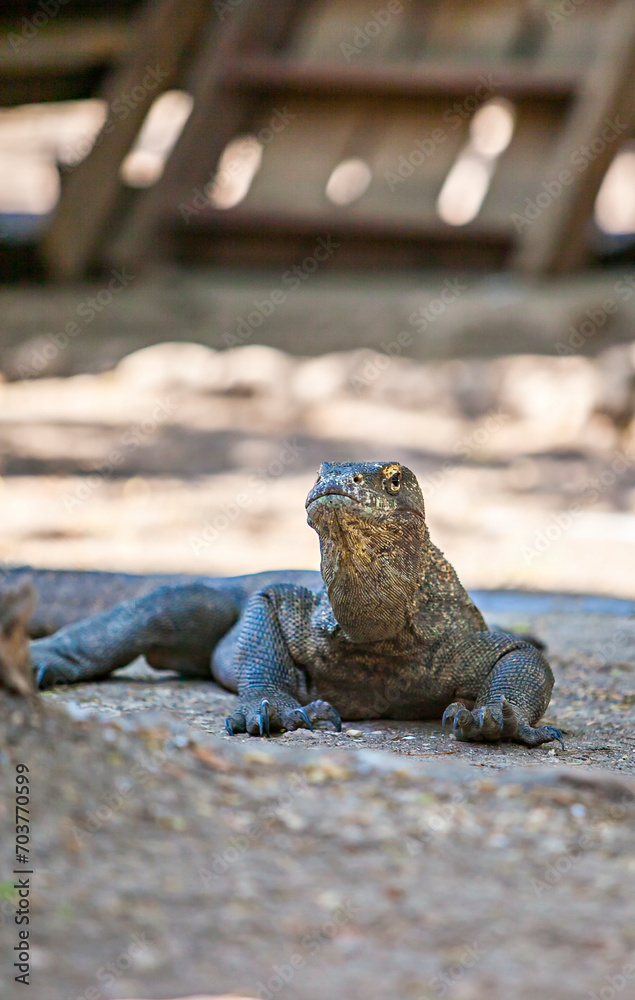 Obraz premium Komodo dragons (Varanus komodoensis) Komodo in its habitat on Komodo Island, Labuan Bajo, East Nusa Tenggara, Indonesia. Komodo is the biggest living lizard in the world. 