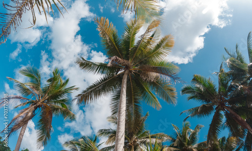 Bottom view of coconut palm trees in sunshine. Palm trees against a beautiful blue sky. Green palm trees on blue sky background. Travel concept.