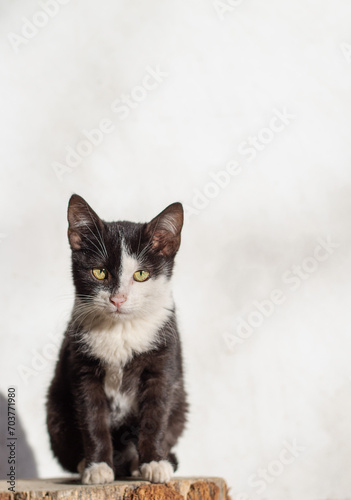 Cats