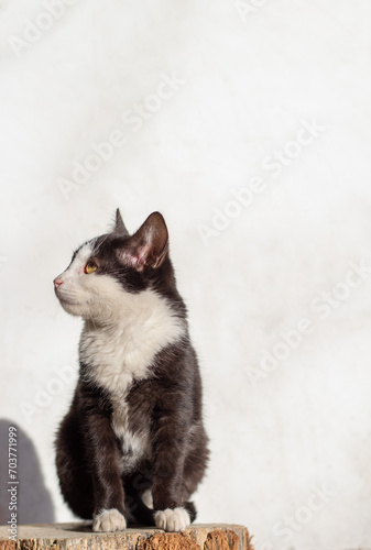 Cats
