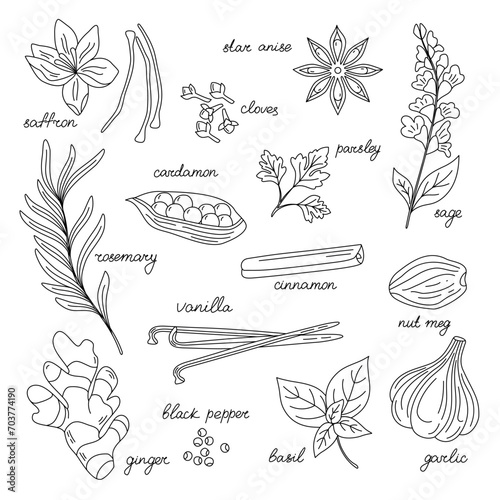 Hand drawn vector illustration of spices and herbs. Ginger, cinnamon, vanilla, anise, basil, rosemary, cardamon, pepper, cloves. Perfect for use to create menus, packaging, patterns, prints.
