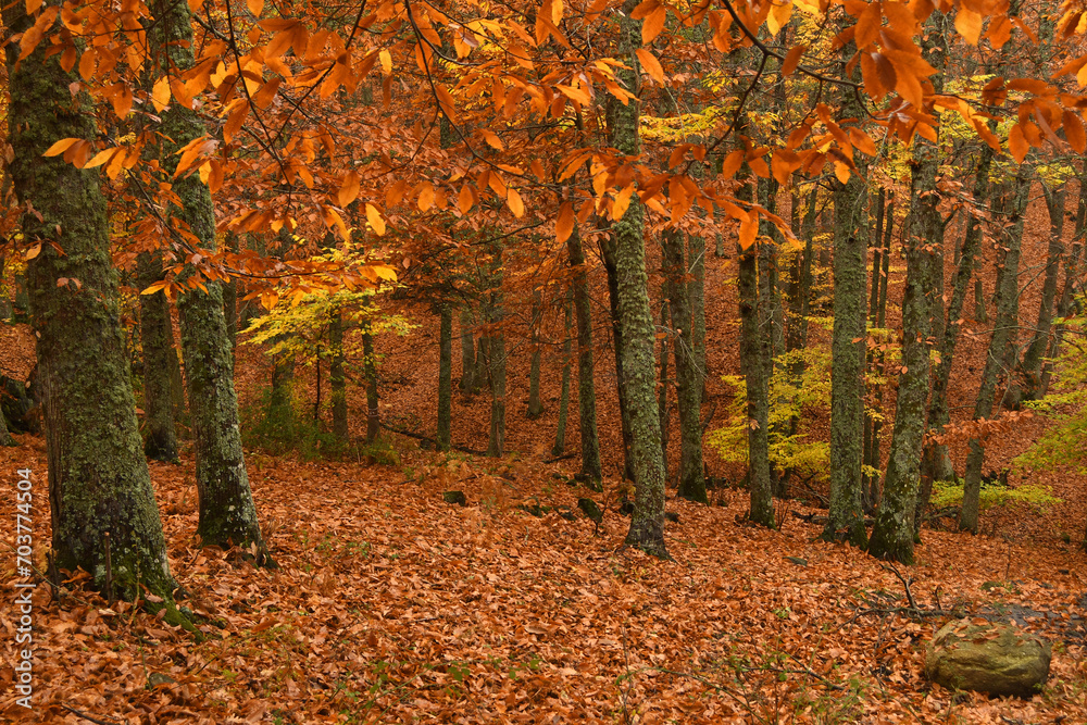 paisajes y colores del otoño
