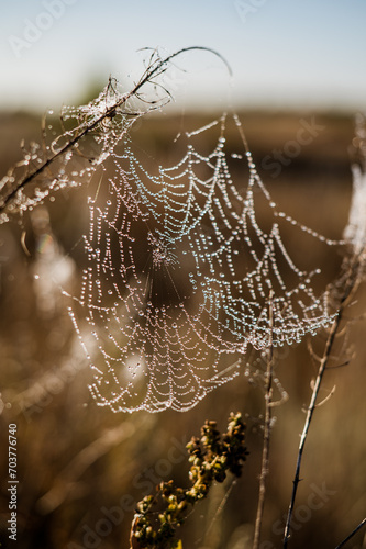 cobwebs hang on the grass in drops of morning dew