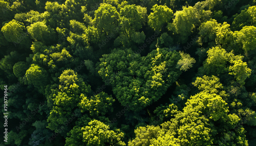 Heart-Shaped Forest Canopy Aerial View – Symbol of Love and Conservation