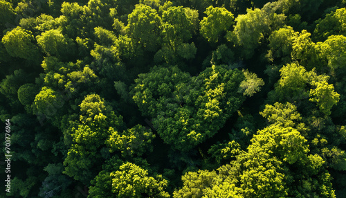 Heart-Shaped Forest Canopy Aerial View – Symbol of Love and Conservation