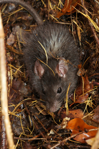 Closeup on a furry and wed black rat, Rattus rattus, hiding from the rain in the forest