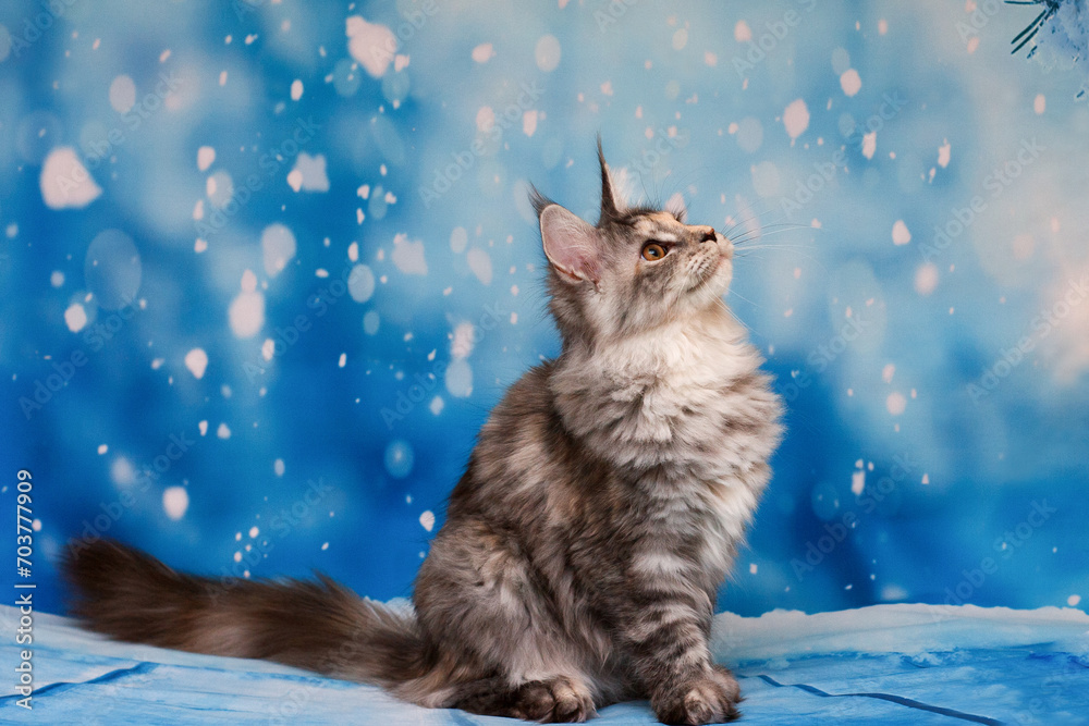 Portrait of a sitting tortoiseshell Maine Coon kitten on a blue background with white snowflakes.